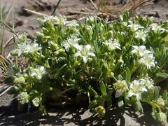 Arenaria serpens