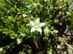 Arenaria serpens