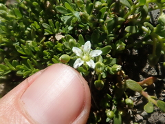 Arenaria serpens