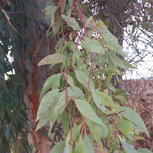 Avistamiento Eucalyptus camaldulensis