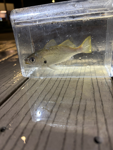 Brown large-eyed croaker (Odontoscion dentex) — Sciaenidae — 5