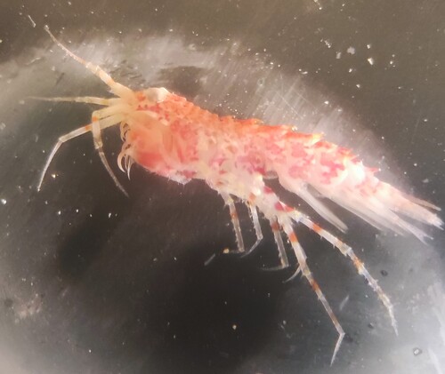 Rhachotropis macropus