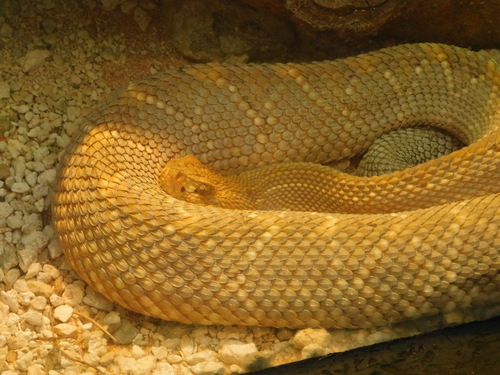 Aruba Island Rattlesnake, Crotalus unicolor