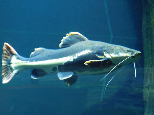Red Tail Catfish