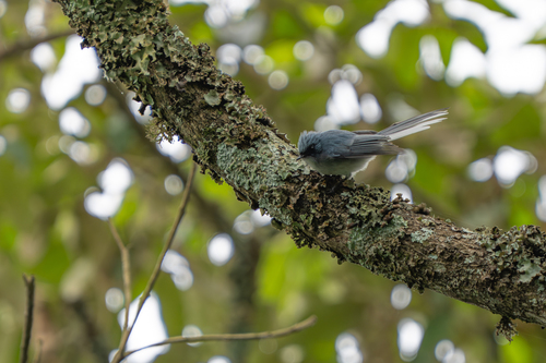 iNaturalist image