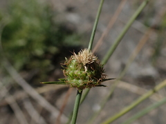 Carex andina