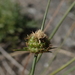 Carex andina - Photo (c) Nolan Exe, some rights reserved (CC BY), uploaded by Nolan Exe