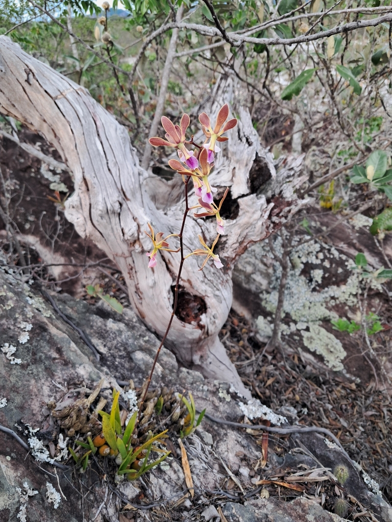 Encyclia duveenii Pabst 4