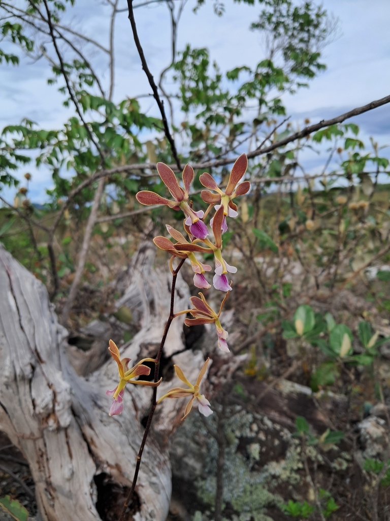 Encyclia duveenii Pabst 3