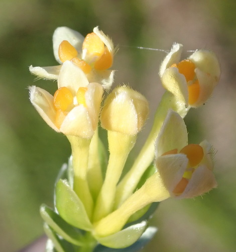Gold Capesaffron (Gnidia chrysophylla)