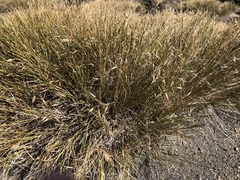 Rytidosperma setifolium
