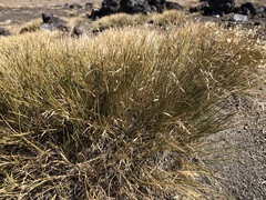 Rytidosperma setifolium