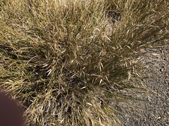 Rytidosperma setifolium