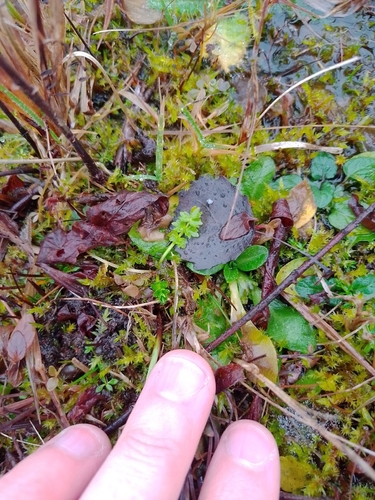 Helosciadium repens, photograph 6