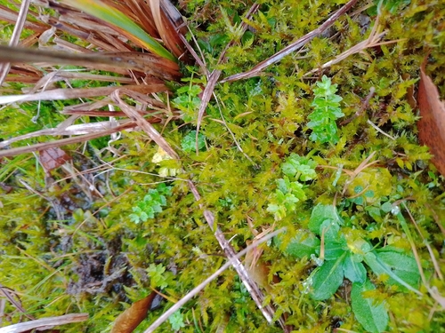 Helosciadium repens, photograph 5