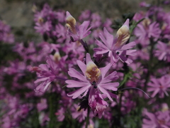 Schizanthus hookeri