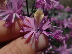 Schizanthus hookeri