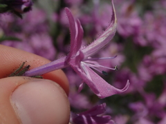 Schizanthus hookeri
