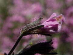 Schizanthus hookeri