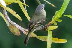 Zimmerius gracilipes