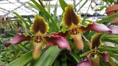 Paphiopedilum hirsutissimum