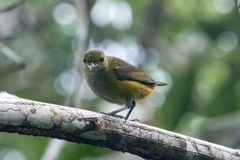 Euphonia chrysopasta