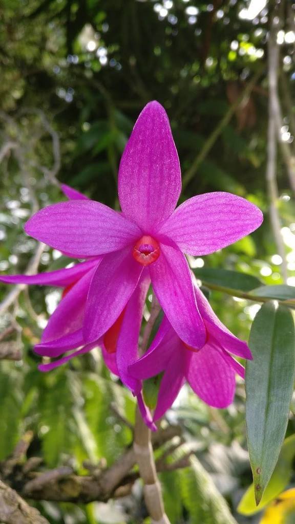 Dendrobium glomeratum Rolfe