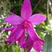 Dendrobium glomeratum - Photo (c) Steven Kurniawidjaja, some rights reserved (CC BY-NC), uploaded by Steven Kurniawidjaja