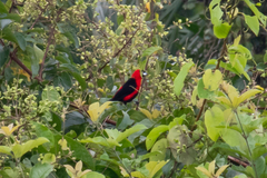 Ramphocelus nigrogularis