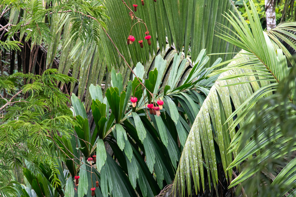 Parkia panurensis