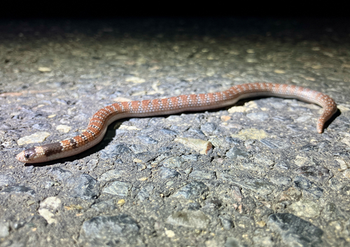 Eastern Shovel-nosed Snake sighting
