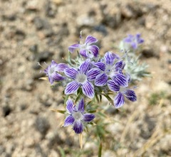 Eriastrum densifolium