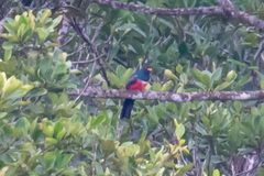 Trogon melanurus