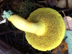 Boletus subtomentosus image