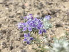 Eriastrum densifolium