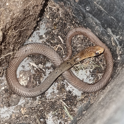 Lesser Black Whipsnake sighting