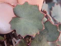 Pozoa