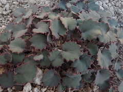 Pozoa
