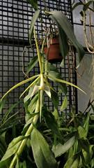 Epidendrum tridens