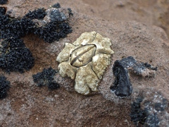 Chthamalus antennatus