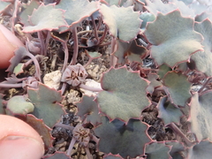 Pozoa
