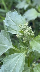 Chenopodiastrum murale