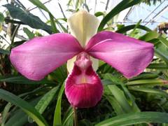 Phragmipedium kovachii