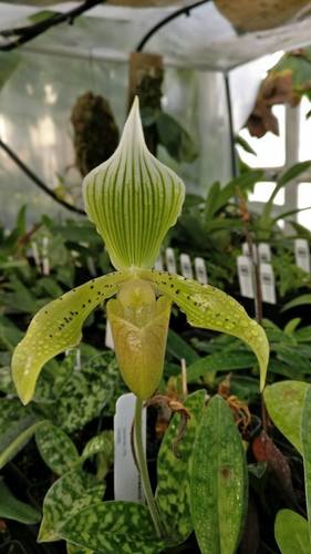 Braemii Slipper Orchid