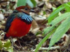 Erythropitta celebensis