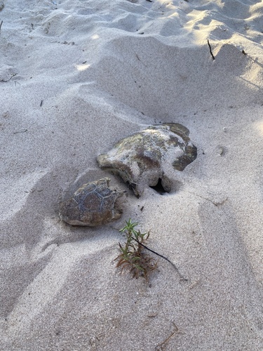Chelonia mydas