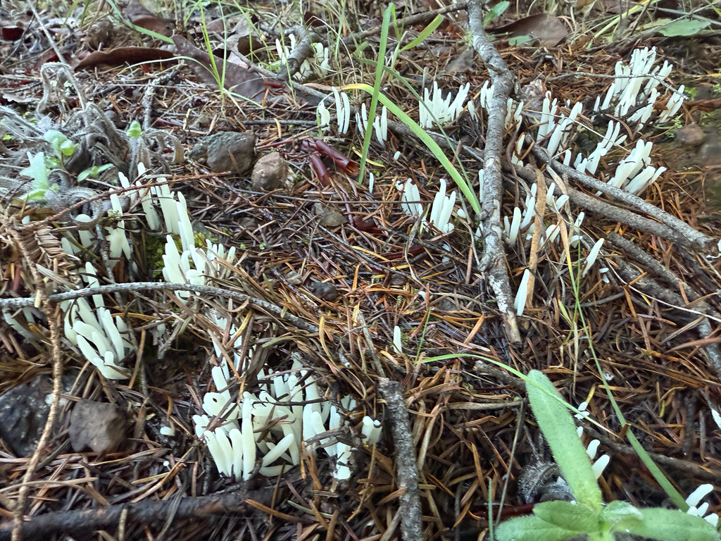 Clavaria fragilis · December 2025 · photo: © biosopher (iNaturalist, cc0)