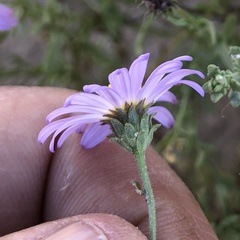 Leucosyris arida