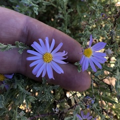 Leucosyris arida