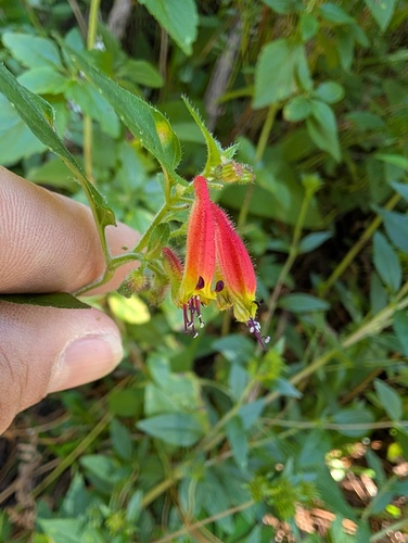 Caribbean-sunset (Cuphea cyanea)